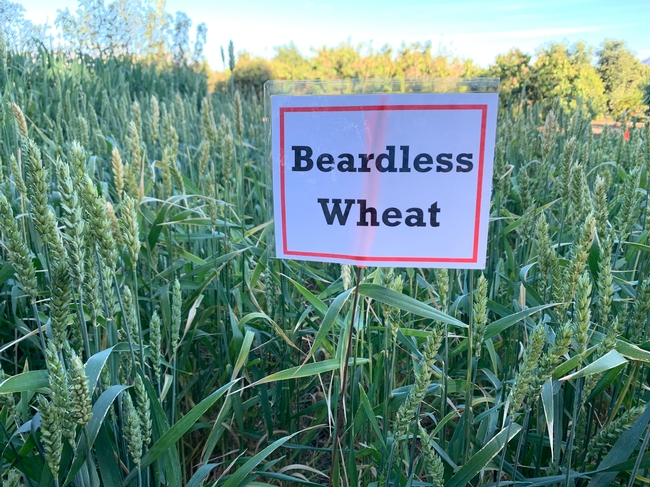 Beardless wheat, one of the components of Kamprath Seed Company's High Carbon Mix.