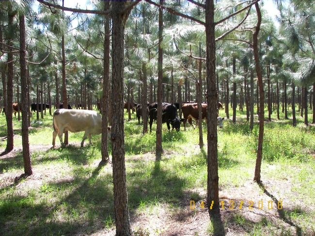 Example of silvopasture. Photo credit National Agroforestry Center.