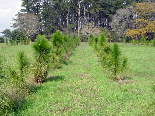 Plantings of trees as an example of silvopasture. Photo credit National Agroforestry Center.