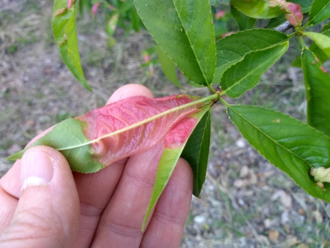 peach leaf curl