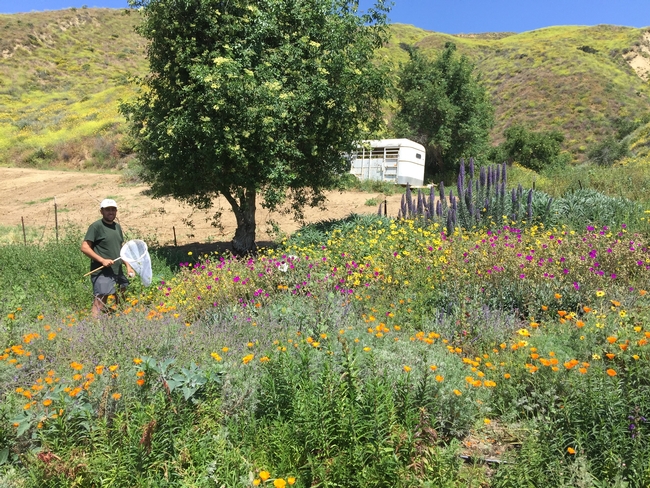 A blooming pollinator garden and research site at Jim Lloyd Butler's avocado ranch in Ventura County. Photo by Gordon Frankie.