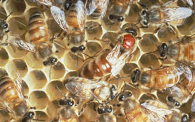 One-half to one-third of the nation's bee breeding takes place in Northern California.