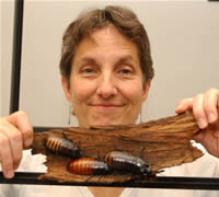 Lynn Kimsey with Madagascar hissing cockroaches - 191-884