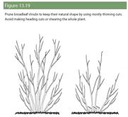 See larger size diagram and learn more about pruning shrubs in PRUNING links, below.