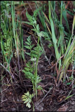 Knotted Hedgeparsley Plant