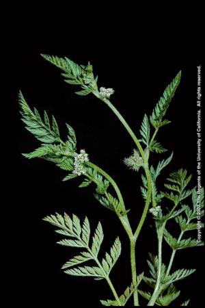 Knotted Hedgeparsley