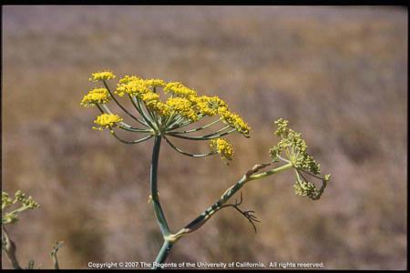 Fennel Flowering Umbel