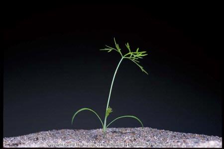 Fennel Seedling