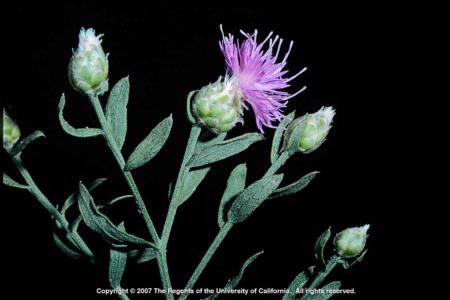 Russian Knapweed Flowering Stem