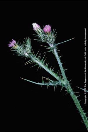 Italian Thistle Flowering Stem