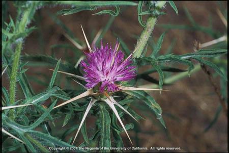 Purple Starthistle Flowering Head