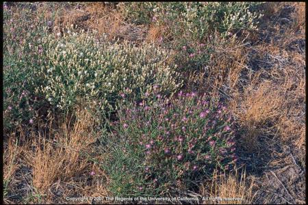 Diffuse Knapweed