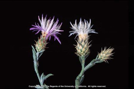 Diffuse Knapweed Flowerheads