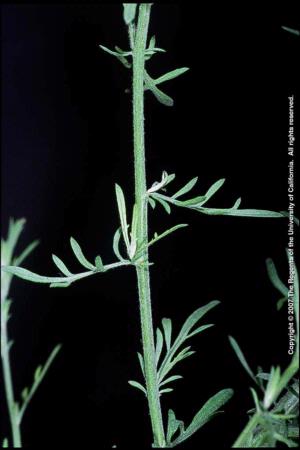 Diffuse Knapweed Stem