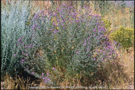 Spotted Knapweed Plant