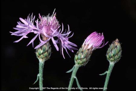 Spotted Knapweed Flower Heads