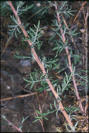 Spotted Knapweed Leaves and Stem