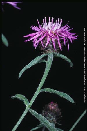 Meadow Knapweed Flower Head