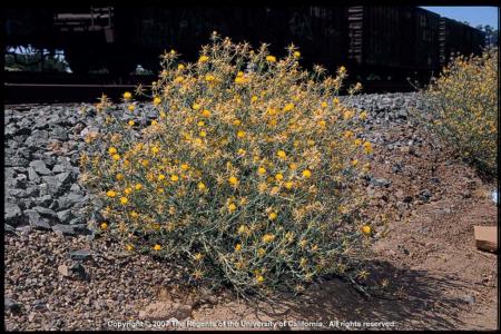 Yellow Starthistle Plant