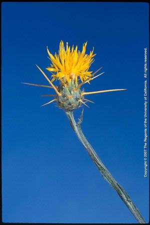 Yellow Starthistle Flowerhead