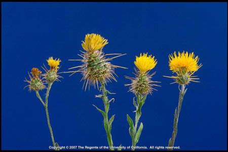 Three Species of Starthistle