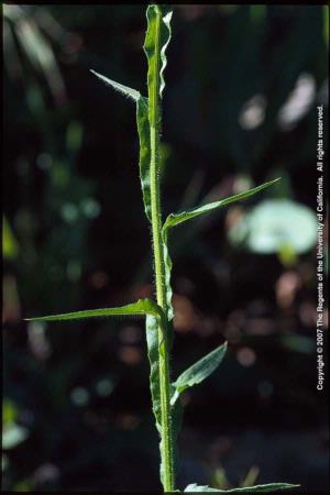 Sicilian Starthistle Stem and Leaves