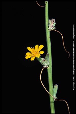 Rush Skeletonweed Flowerhead