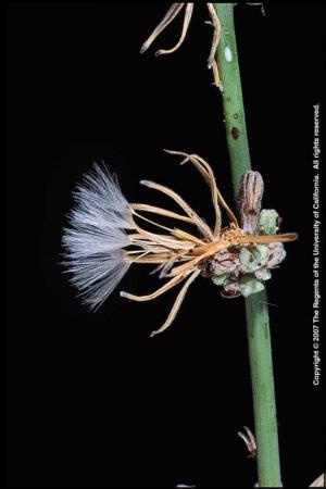 Rush Skeletonweed Fruiting Head