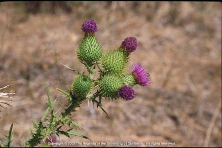 Bull Thistle Flowering Stem