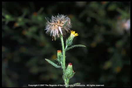 Stinkwort Fruiting Stem