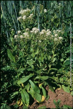 Lens-podded Whitetop Plant