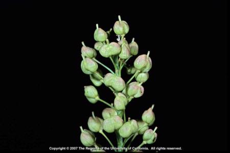 Lens-podded Whitetop Fruiting Stem