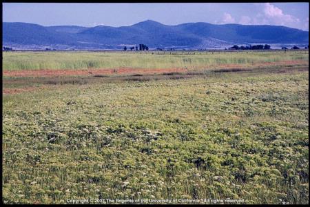 Hoary Cress Infestation