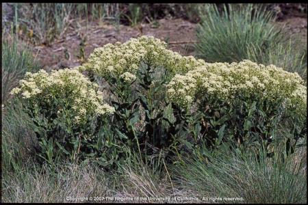 Hoary Cress Plant