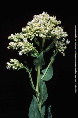 Hoary Cress Flowering Stem