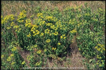 Oblong Spurge Plants