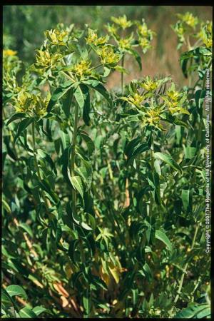 Oblong Spurge Flowering Stems