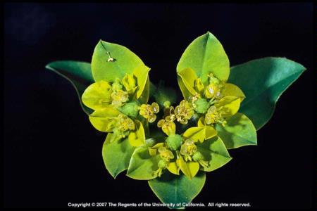 Oblong Spurge Flowers