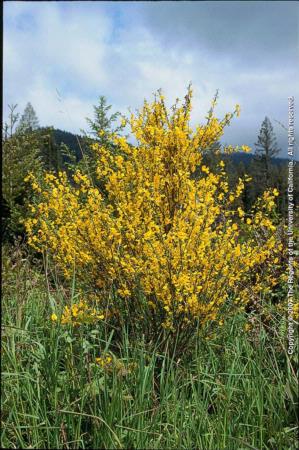 Scotch Broom Plant