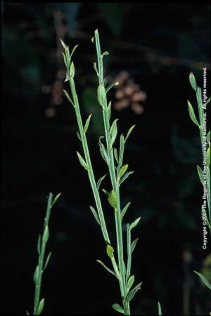 Scotch Broom Foliage