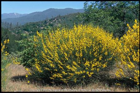 Spanish Broom Plant