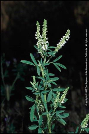 White Sweetclover Flowering Stem