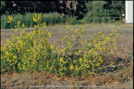 Yellow Sweetclover Plant