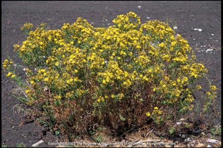 Common St. Johnswort Plant