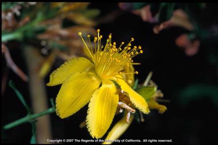 Common St. Johnswort Flower