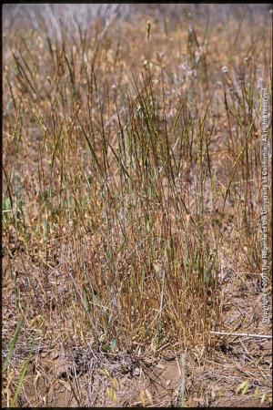 Jointed Goatgrass Plant