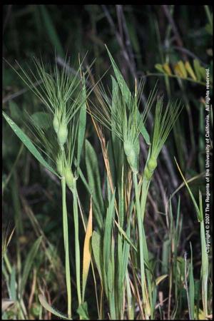 Ovate Goatgrass Plants