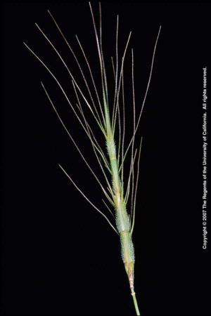 Barb Goatgrass Inflorescence