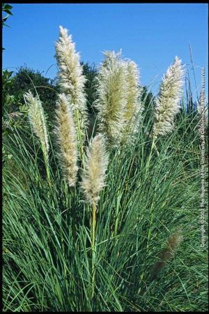 Pampasgrass Female Plant