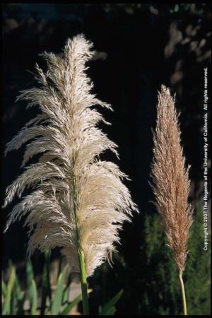 Pampasgrass Inflorescences